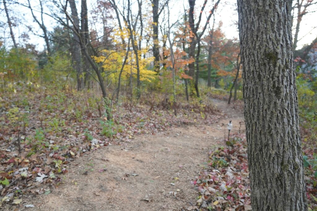 mulch under some trees