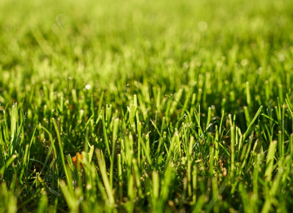 grass on a lawn