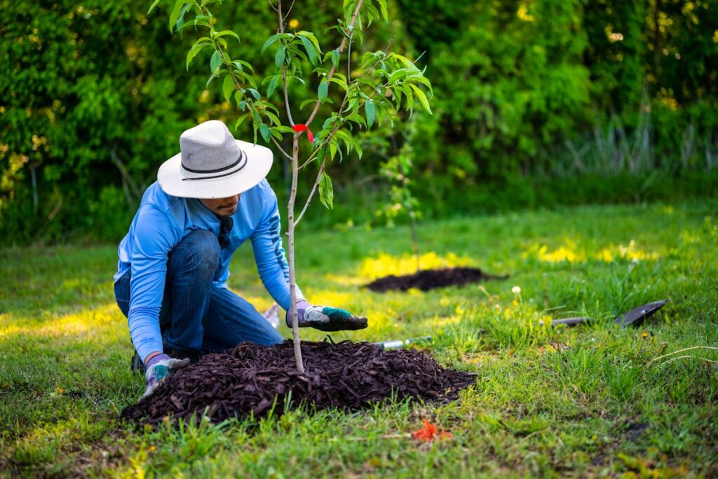 tree planting