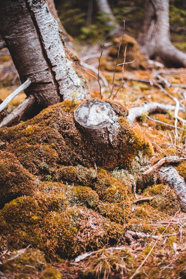 tree on a lawn