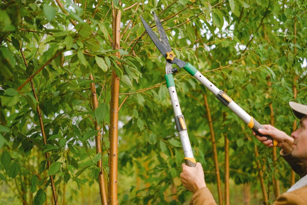 man pruning a tree